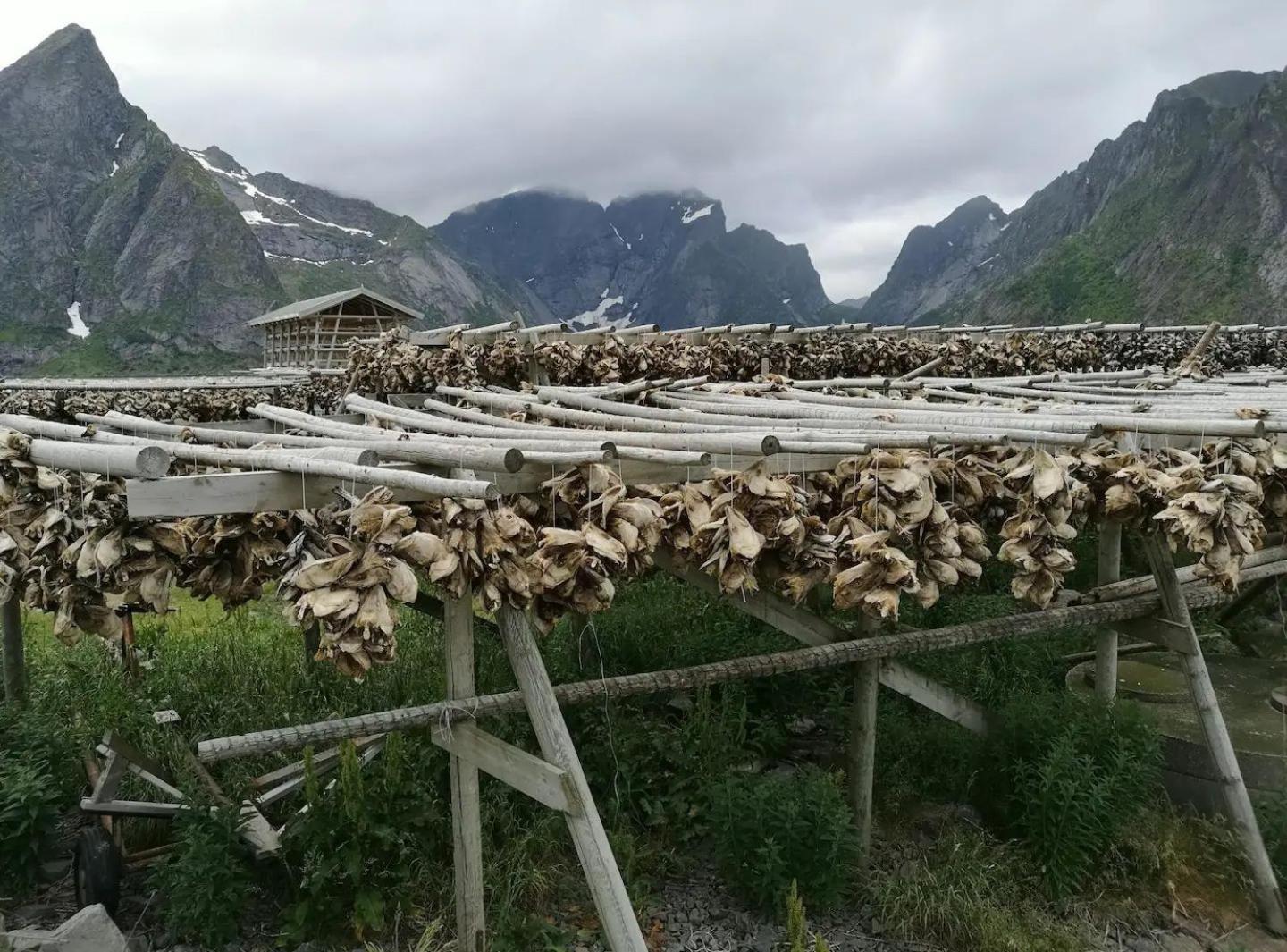 Lofoten Panoramic Luxury Home With Sauna Moskenes Ngoại thất bức ảnh