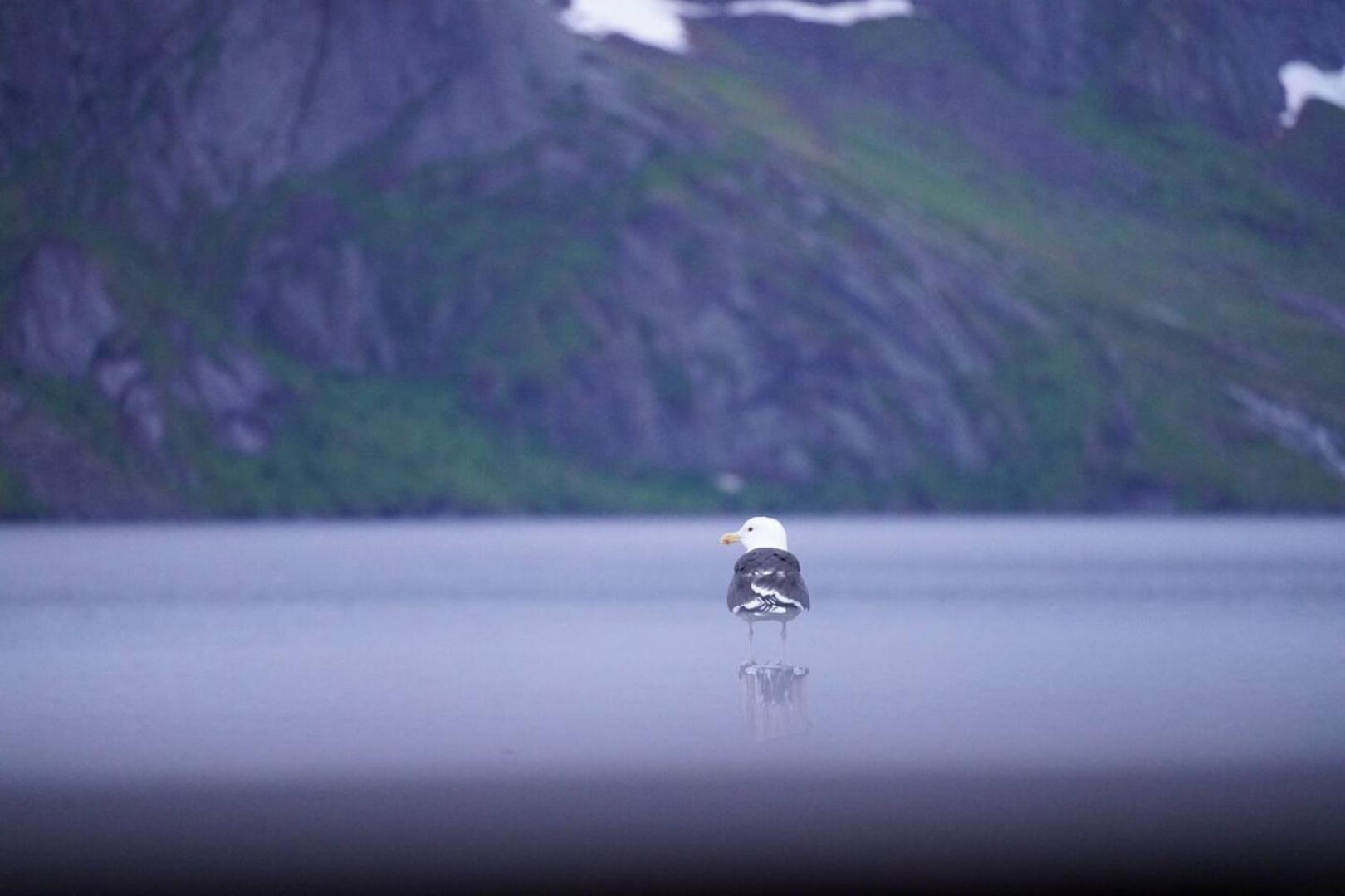 Lofoten Panoramic Luxury Home With Sauna Moskenes Ngoại thất bức ảnh